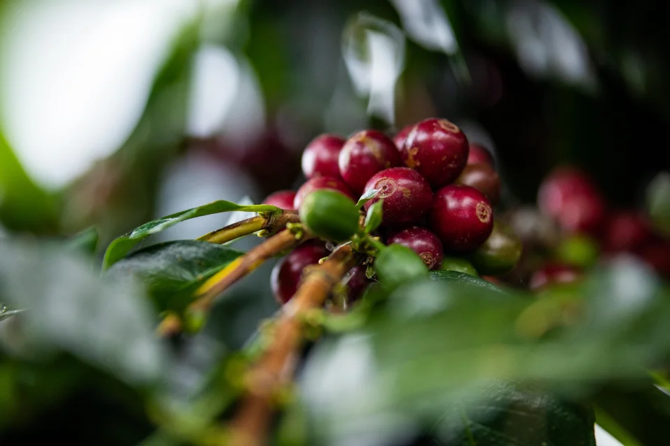 Café cereja maduro no galho