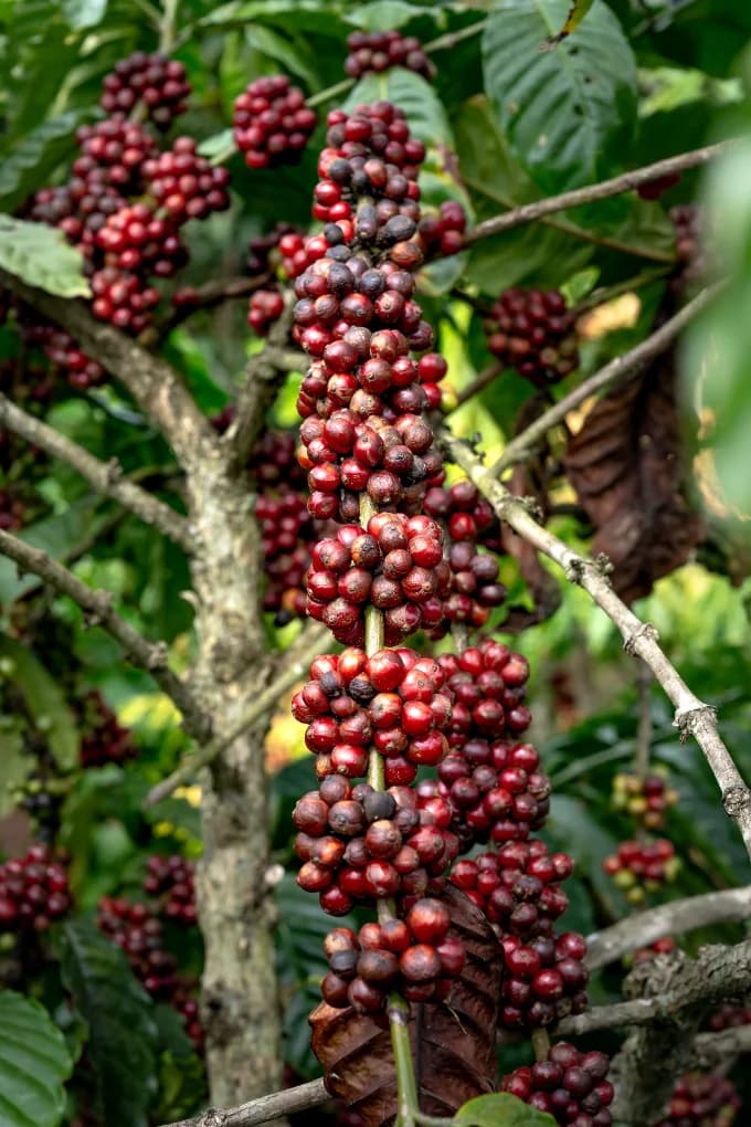 Café cereja no galho