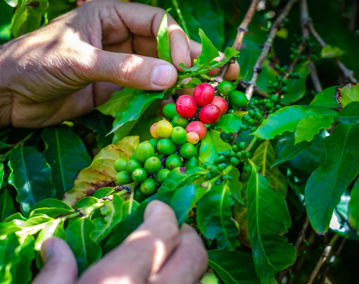 Pés de café na serra