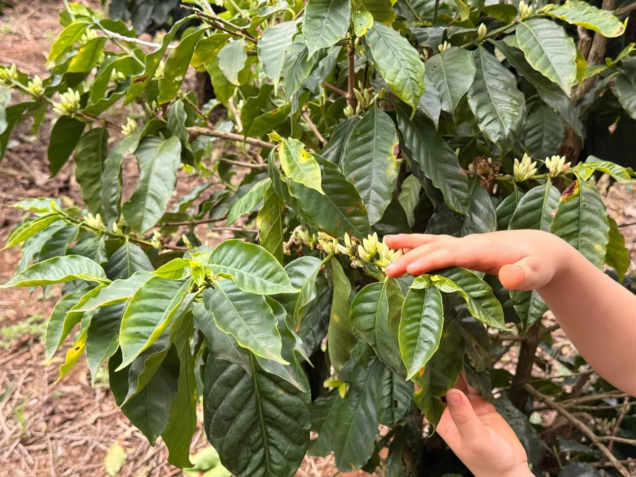 Mãos de criança tocando as flores de um pé de café