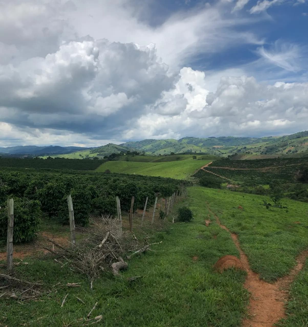Cafezal e pasto nas montanhas do Sul de Minas sob céu de nuvens